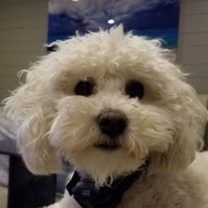 Meet your Posher, Eyal